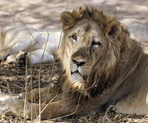 Expressed-by-the-Supreme-Court-to-break-the-back-of-Lions-fell-concern