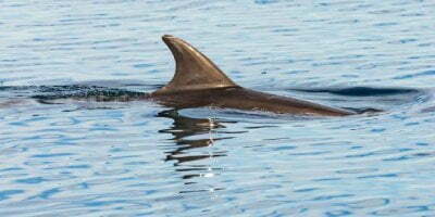 Dolphins sighted in Bronx River for first time in five years