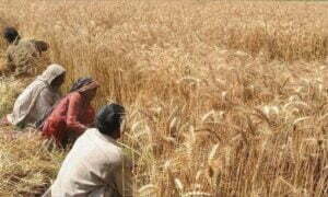 Flour crisis in Pakistan, prices skyrocketed due to shortage of wheat – panic among people