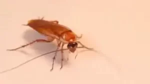 Give your favorite name to a cockroach on Valentine's Day, it will cost $25