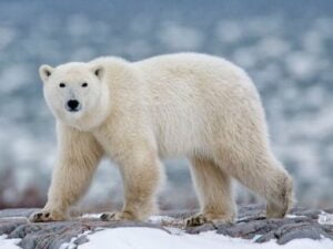 Woman and youth killed by polar bear in Alaska
