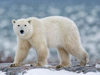 Woman and youth killed by polar bear in Alaska