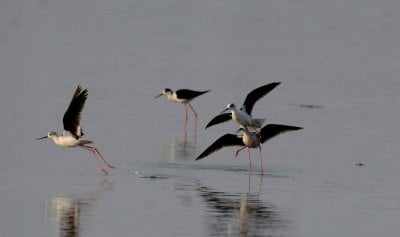 81 species of birds in Sri Lanka are at risk of extinction