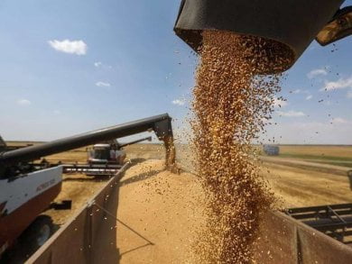 Center to sell 30 lakh metric tonnes of wheat to bring down prices
