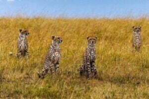 12 Cheetahs to reach Kuno Park on February 18, IAF aircraft leaves for South Africa