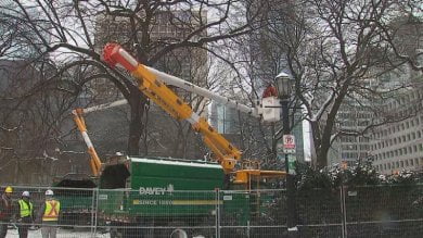 Cutting down of historic trees at Toronto's Osgoode Hall halted until February 10