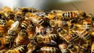 Bees attack foreign tourists in Fatehpur Sikri, half a dozen injured